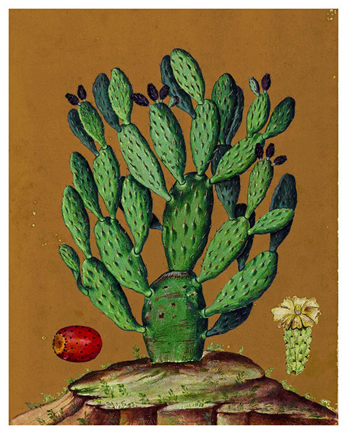 Prickly Pear Cactus Botanical Illustration Vintage Art Poster - Image 2