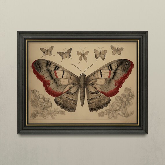 Butterfly Scientific Illustration Vintage Dark Academia Wall Poster