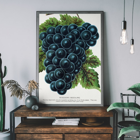 Vintage Grapes Poster Lithograph Print Antique Botanical Art Fruit Diagram Rustic Wall Decor Restaurant