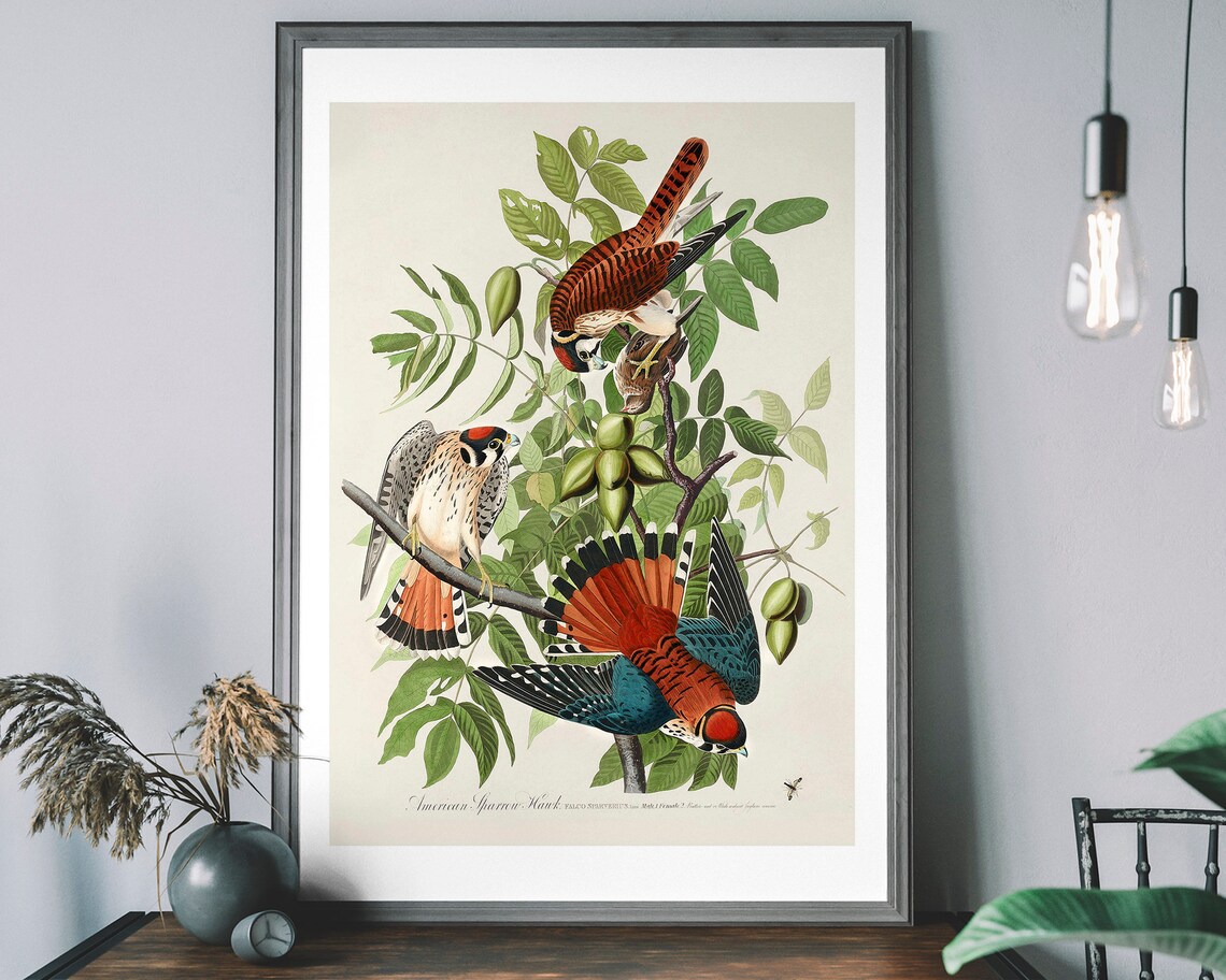 Sparrow Hawk Art Print, Audubon Bird Illustration