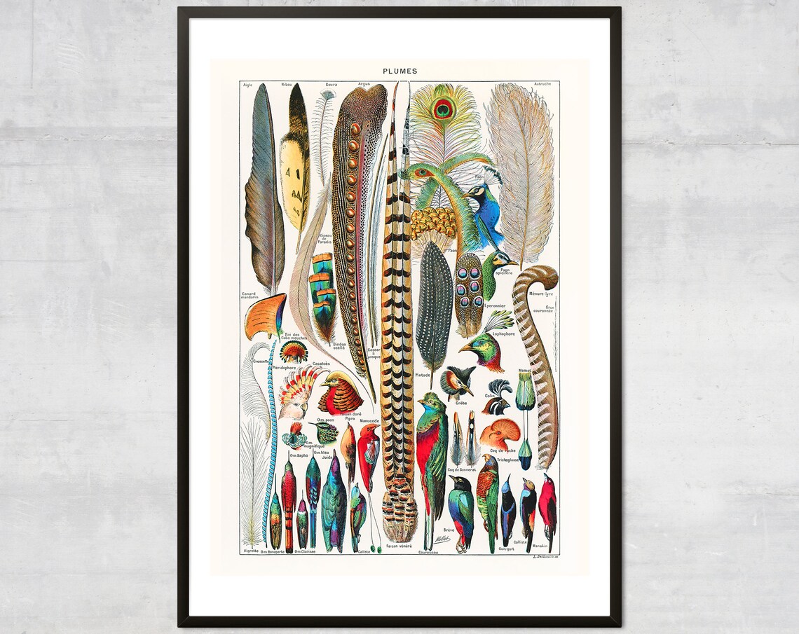 Feather Vintage Bird Illustration Nature Art Print