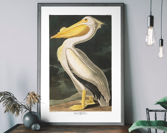 Pelican Vintage Art Print, Audubon Bird Illustration