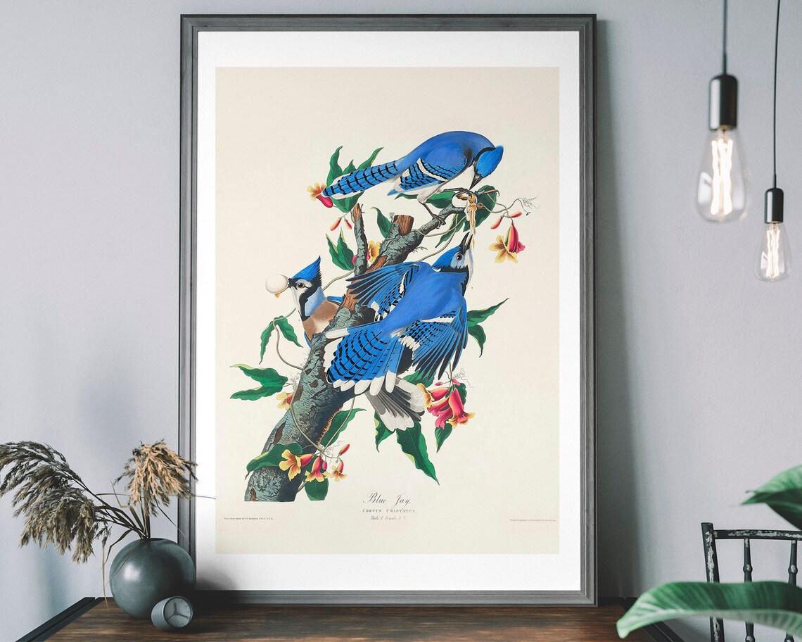 Blue Jay Vintage Art Print, Birds of America Decor