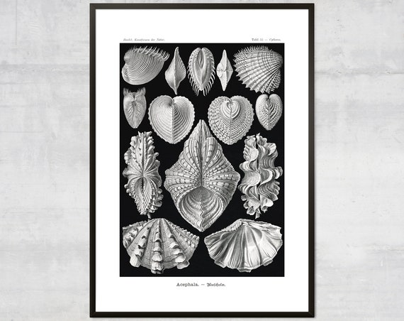 Vintage Mollusk Sea Shells Nautical Decor Art Print