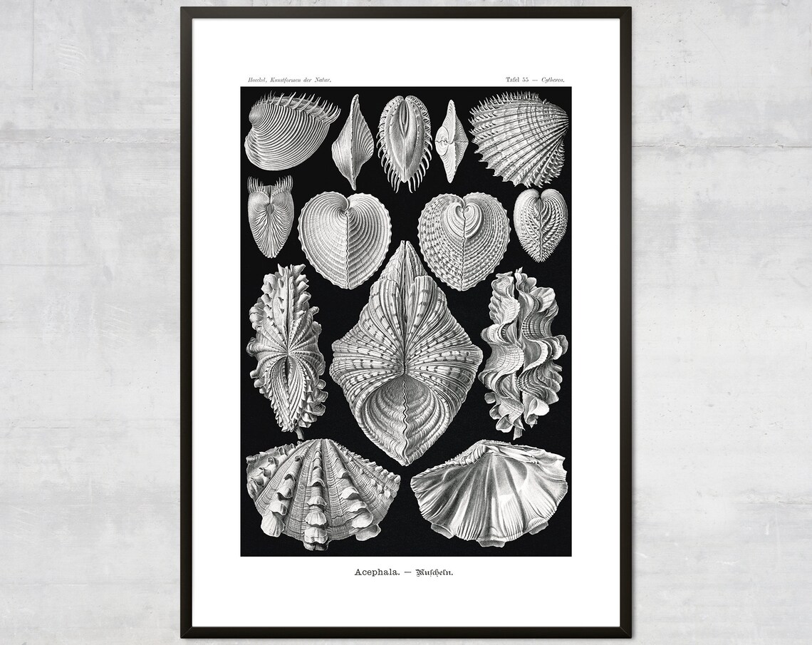 Vintage Mollusk Sea Shells Nautical Decor Art Print