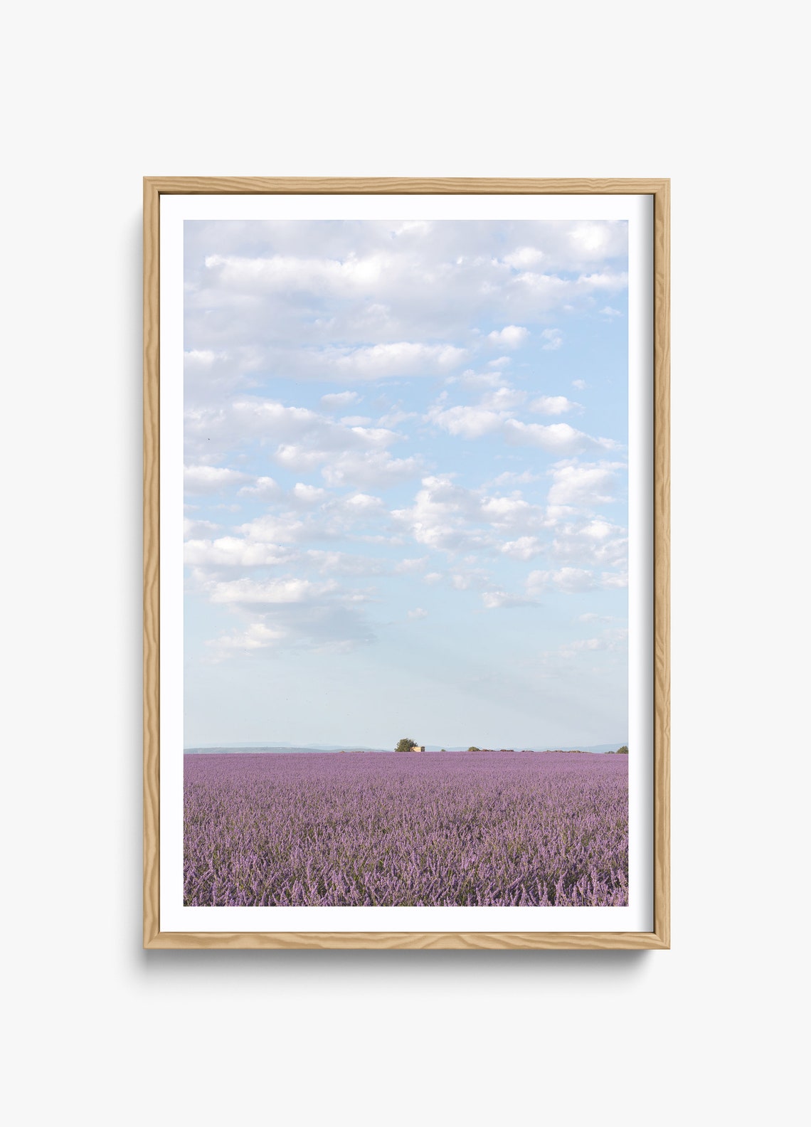 Lavender Field In Provence, French Countryside