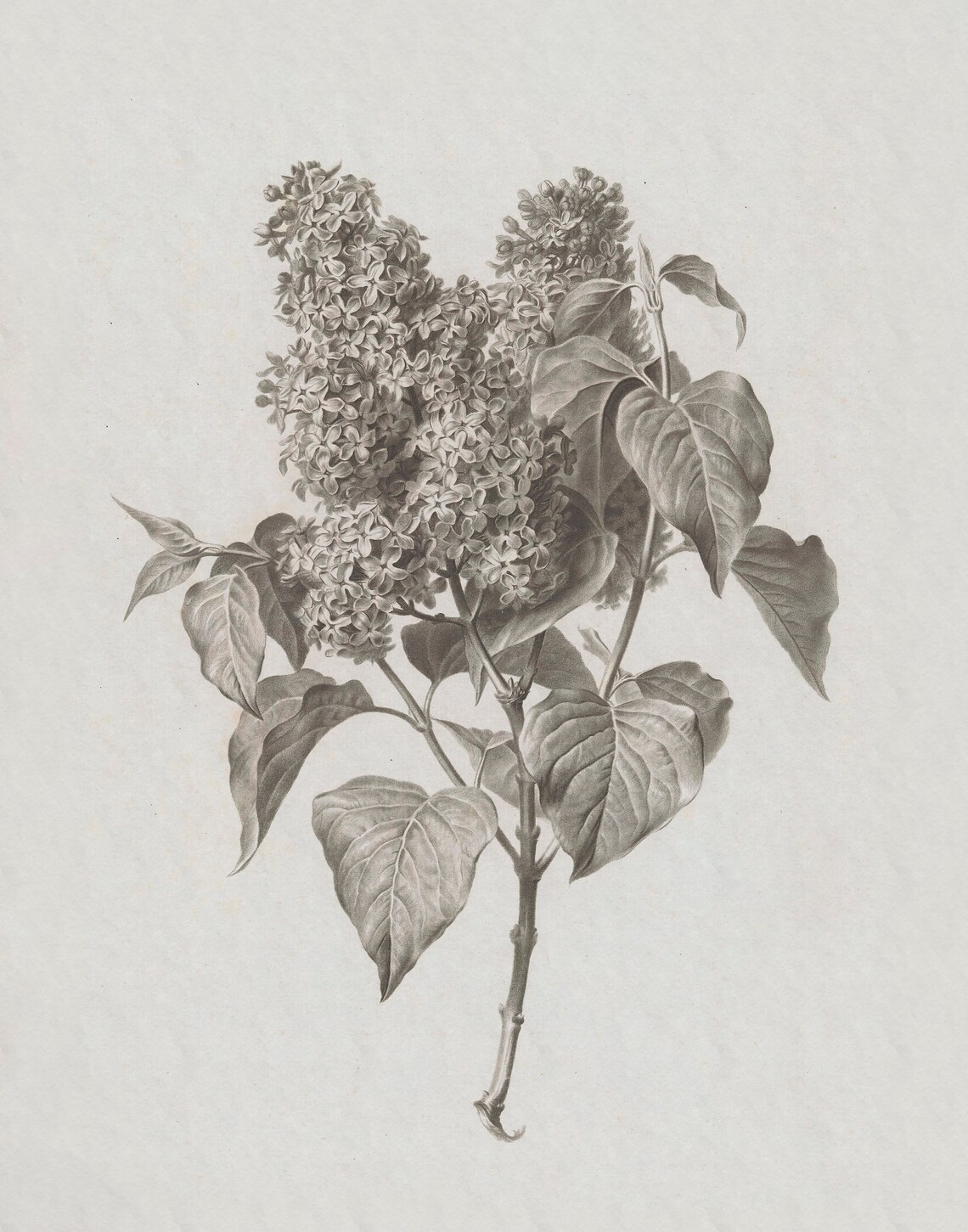 Lilac Print, Vintage Farmhouse Floral Art Print - Image 3
