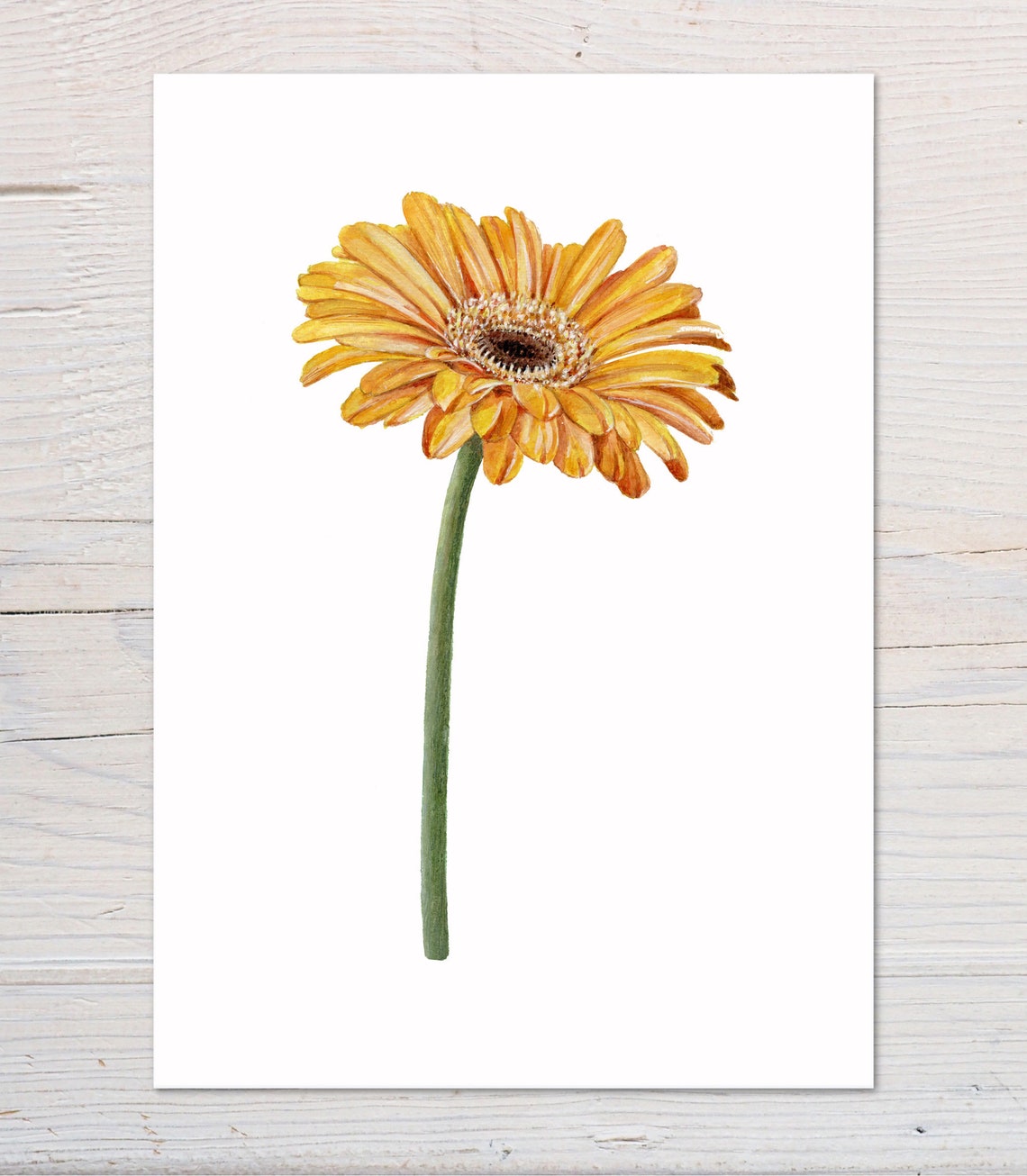 Yellow Gerbera Daisy Single Stem Watercolour Botanical Art Print