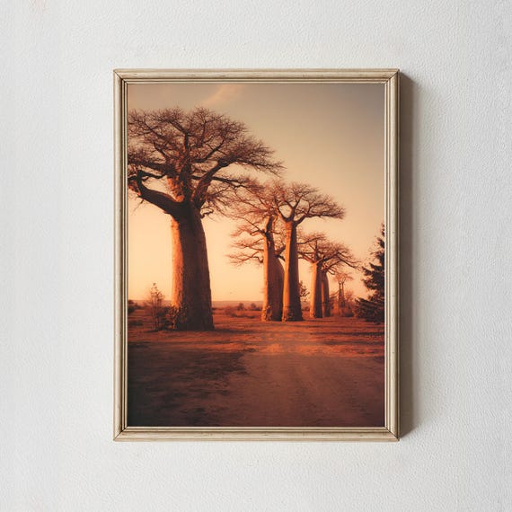 Baobab Tree Sunset Wall Art Print African Landscape Photography