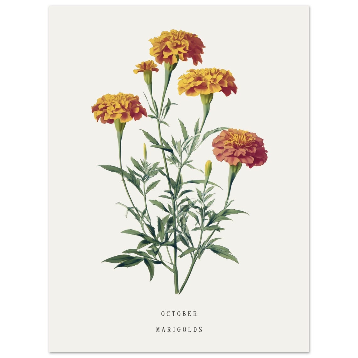 October Marigolds Vintage Botanical Birth Month Flower Art Poster