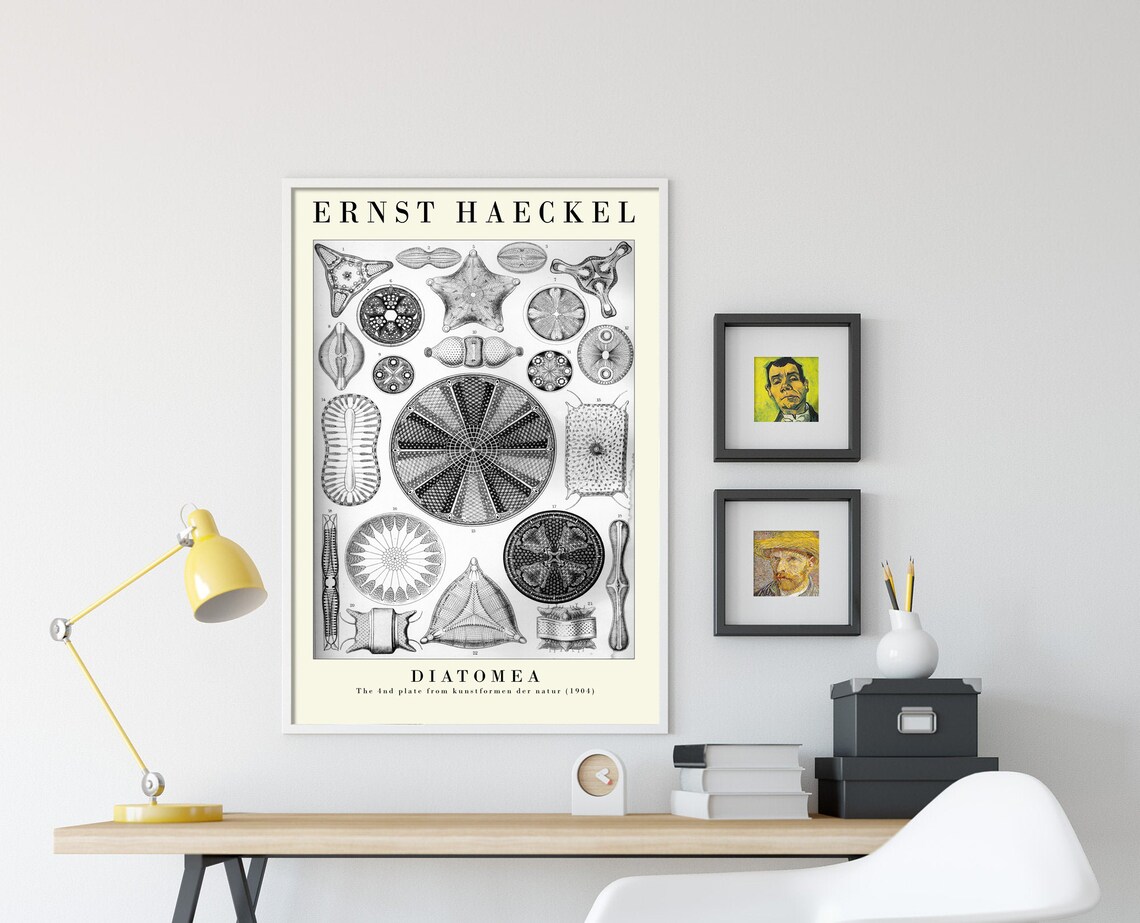 Ernst Haeckel Diatomea Plate 04 Botanical Art Print - Image 4