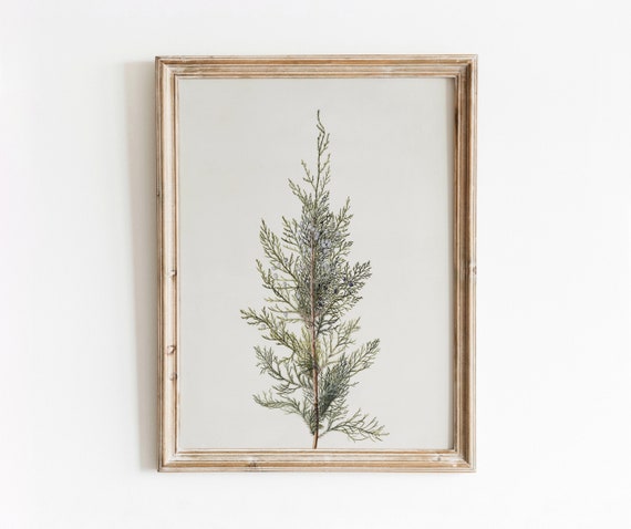 Juniper Branch Vintage Botanical Watercolor Art Print