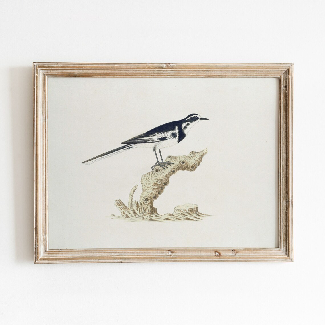African Wagtail Vintage Bird Painting, Neutral Decor Art
