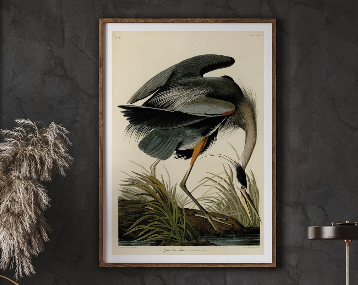 Great Blue Heron Wading Vintage Audubon Style Natural History Poster