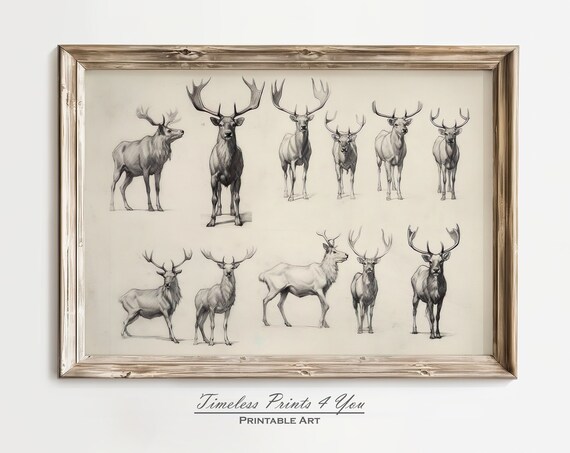 Neutral Stag Deer Anatomy Study Sketches Vintage Wildlife Wall Art