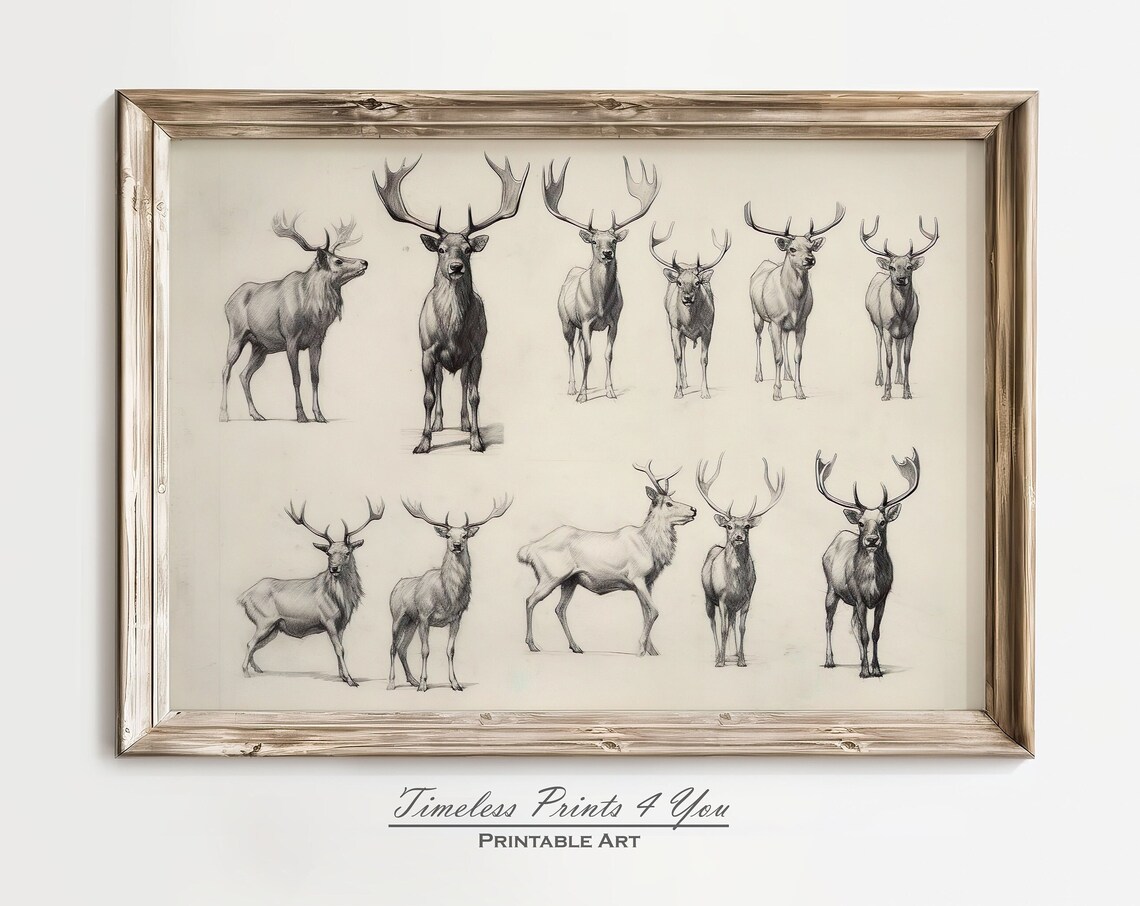 Neutral Stag Deer Anatomy Study Sketches Vintage Wildlife Wall Art