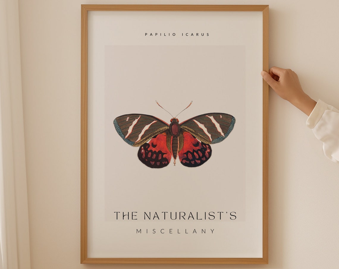 Papilio Icarus Red Butterfly Vintage Natural History Wall Art