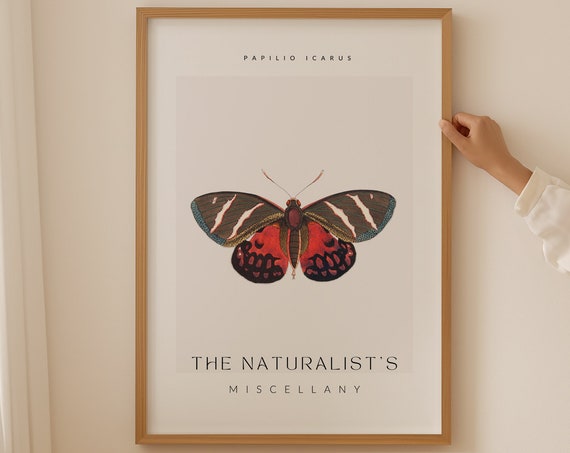 The Naturalist Miscellany Papilio Icarus Butterfly Modern Wall Art Butterfly Print Unique Gift Botanical Wall Art Butterfly Poster