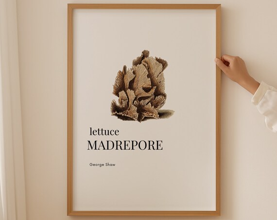 Coral Illustration Poster Mid Century Modern Wall Art Prints Room Decor Aesthetic Wall Art Living Room Gift Ideas Gift For Mom