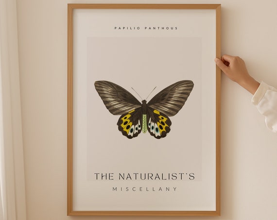 The Naturalist Miscellany Print Papilio Panthous Butterfly Butterfly Wall Art Insect Illustration Minimalist Wall Art Butterfly Decor