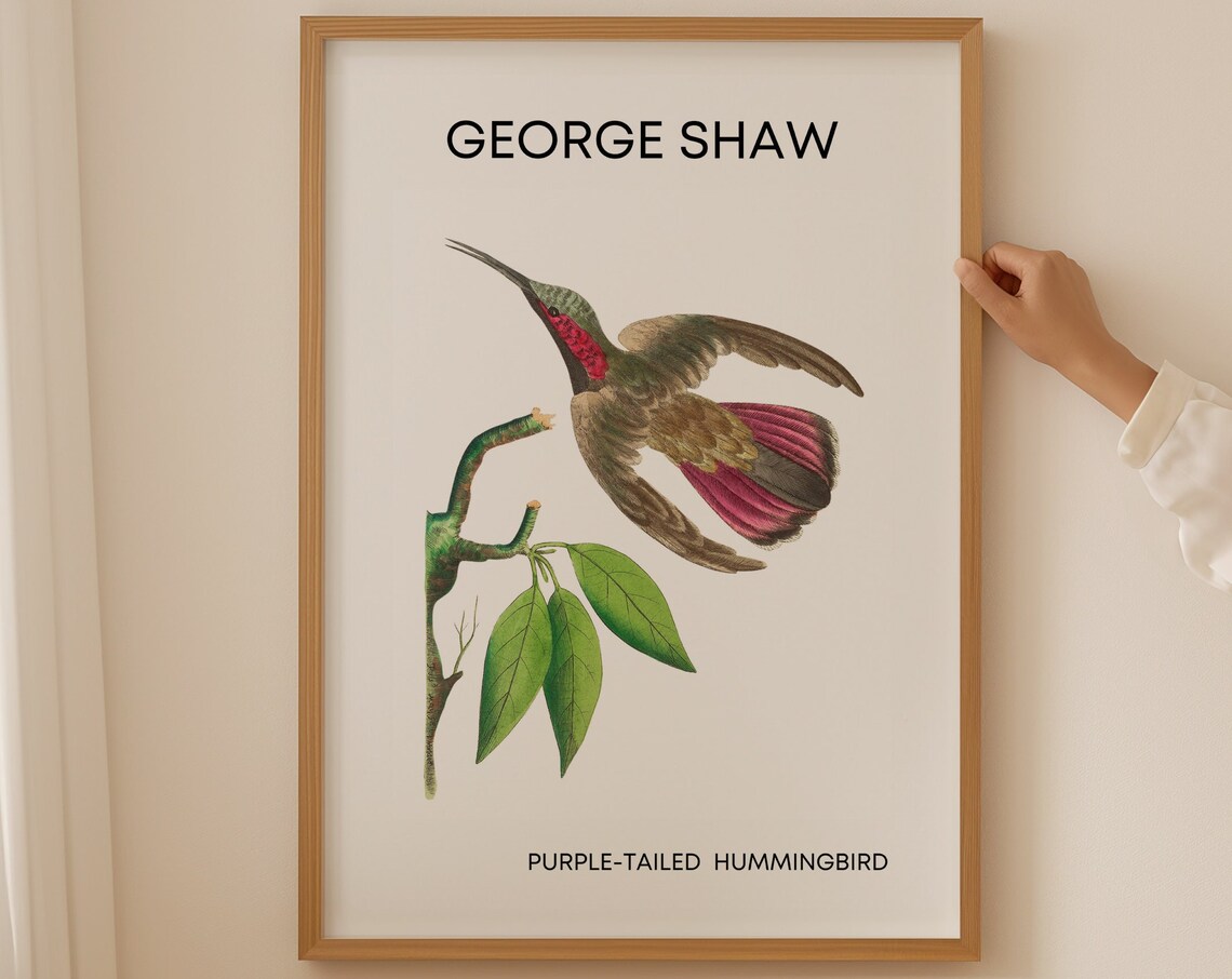 George Shaw Purple-Tailed Hummingbird Vintage Bird Art Poster