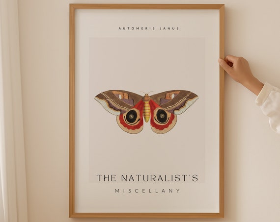 The Naturalist Miscellany Artwork Automeris Janus Moth Aesthetic Room Decor Minimalist Wall Art Butterflies Wall Decor