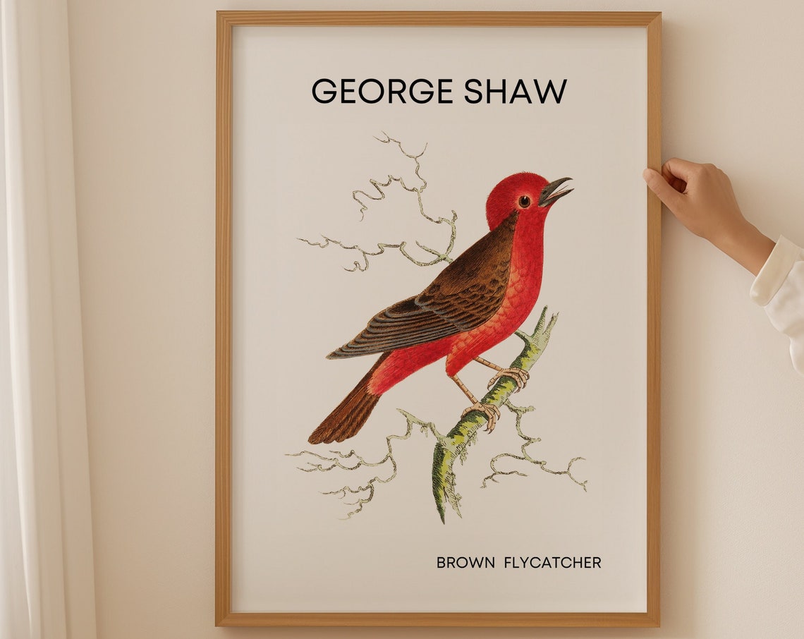 George Shaw Brown Flycatcher Vintage Bird Illustration Poster