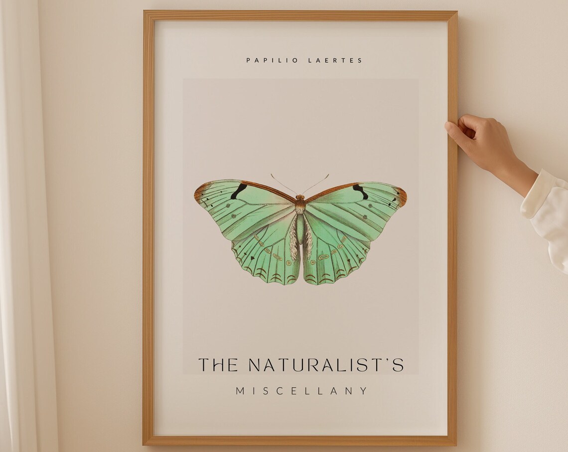 Papilio Laertes Green Butterfly Vintage Natural History Art Print