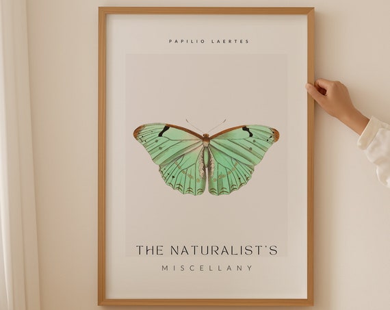 The Naturalists Miscellany Art Print Papilio Laertes Butterfy Girly Wall Art Famous Art Prints Entomology Poster Butterfly Artwork