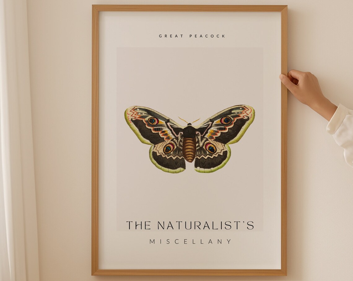Great Peacock Moth Vintage Entomology Natural History Poster