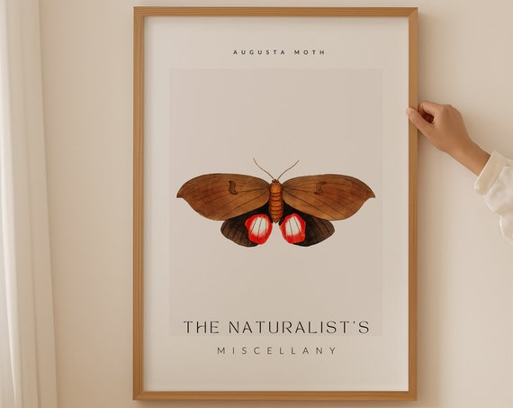 The Naturalist Miscellany Poster Augusta Moth Art Minimalist Home Decor Trendy Wall Art Aesthetic Room Decor Nature Poster Home Gift
