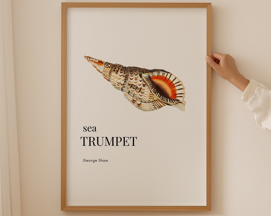 Elegant Sea Trumpet Shell George Shaw Vintage Coastal Wall Art