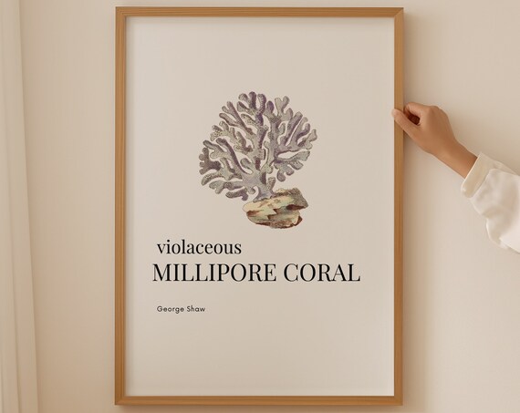 Fossil Coral Print Room Decor Aesthetic Home And Living Wall Art Living Room Gallery Wall Prints Maritime Decor Ocean Wall Art