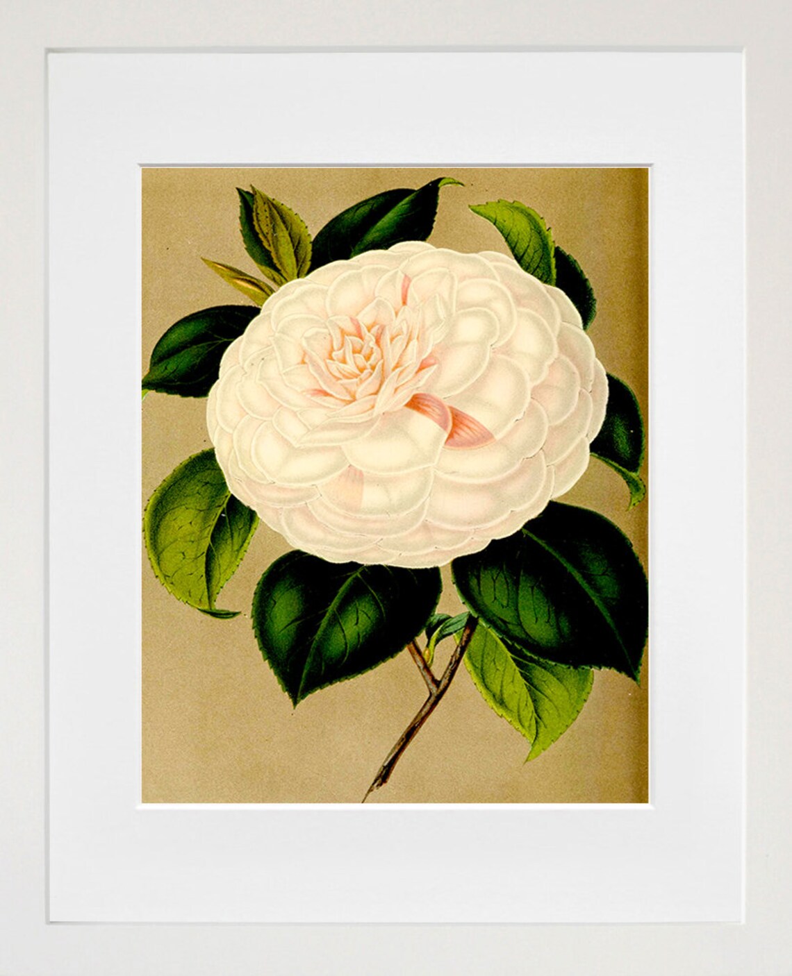 White Camellia Bloom Vintage Botanical Illustration Art Print
