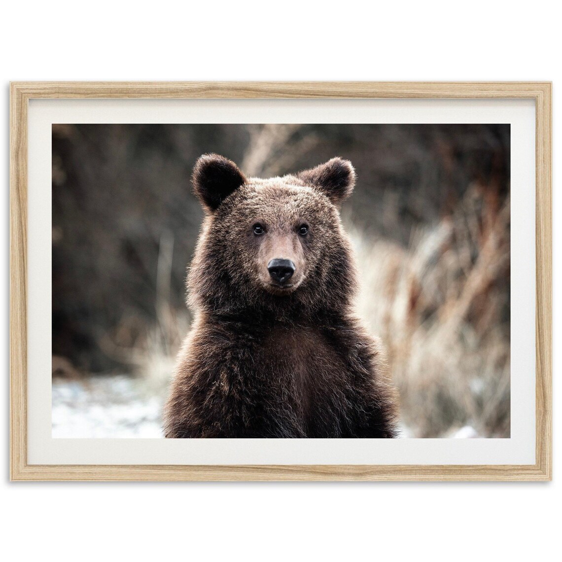 Brown Bear Wildlife Art Print, Mountain Grizzly