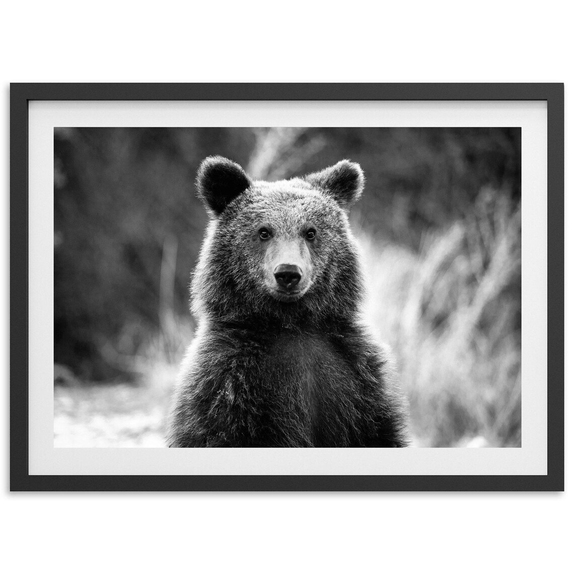Bear Wildlife Photography Art Print, Mountain Cabin