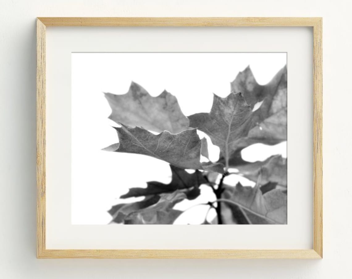 Black And White Autumn Oak Leaves Fine Art Photography Wall Art