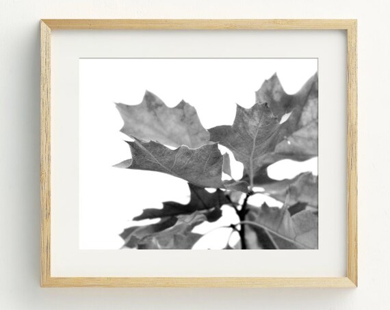 Black And White Autumn Oak Leaves Fine Art Photography Wall Art