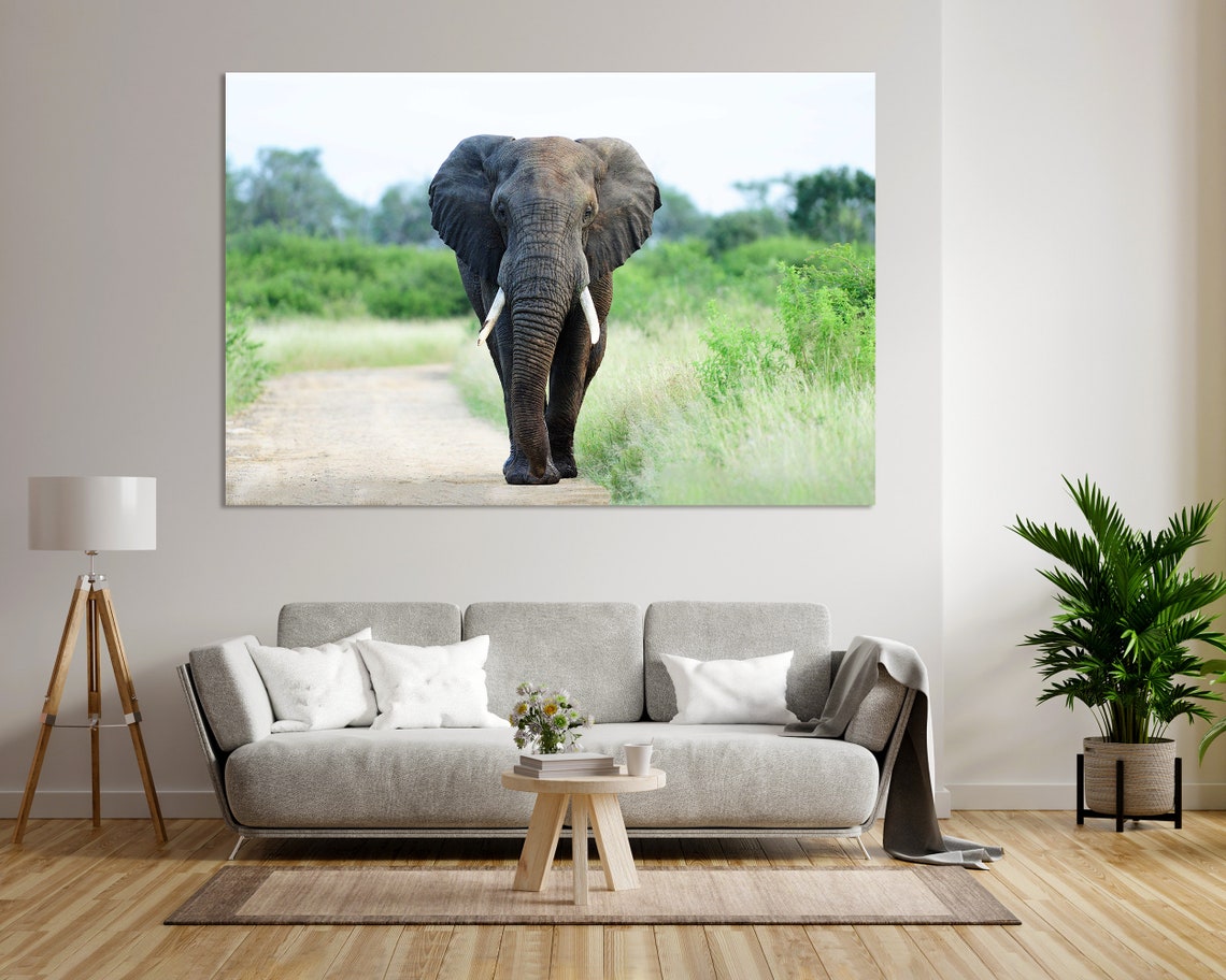 African Elephant Walking Savannah Path Majestic Wildlife Poster