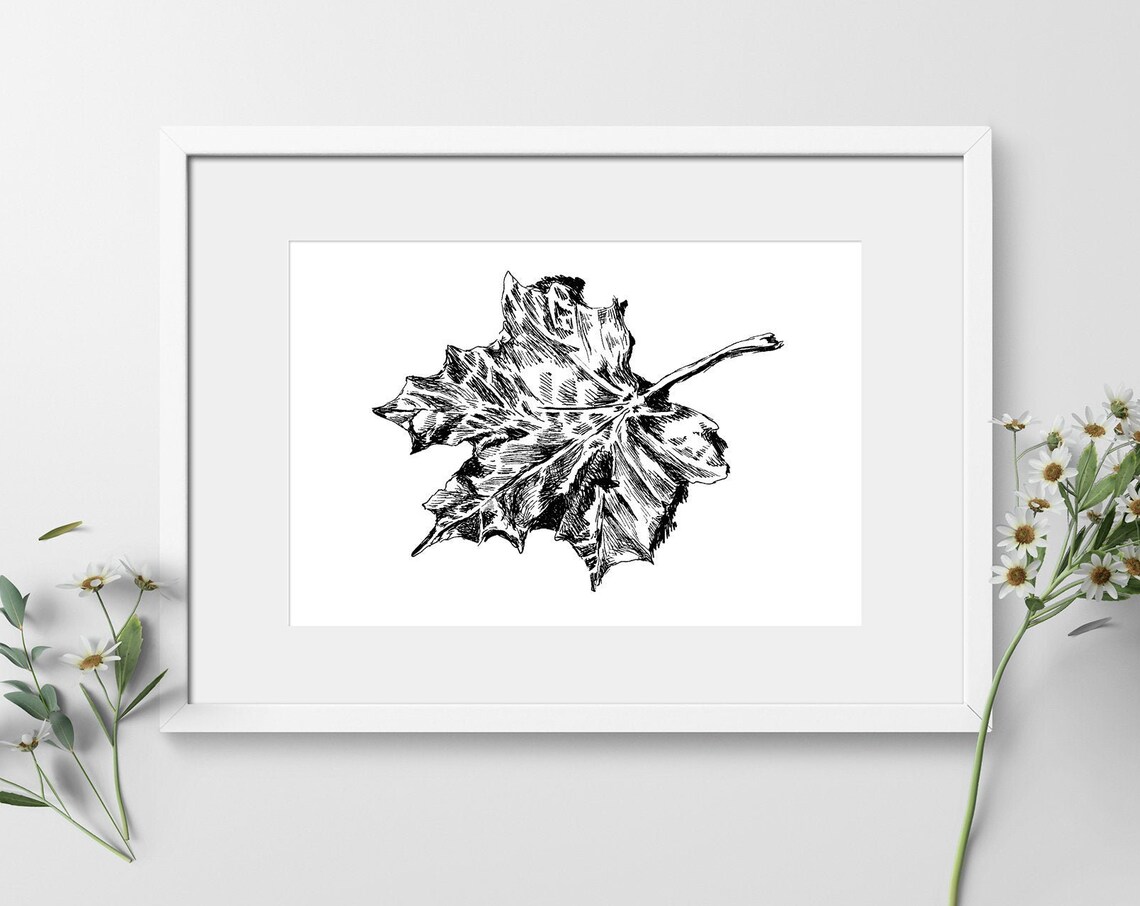 Maple Leaf Ink Drawing Black and White Autumn Botanical Art Poster