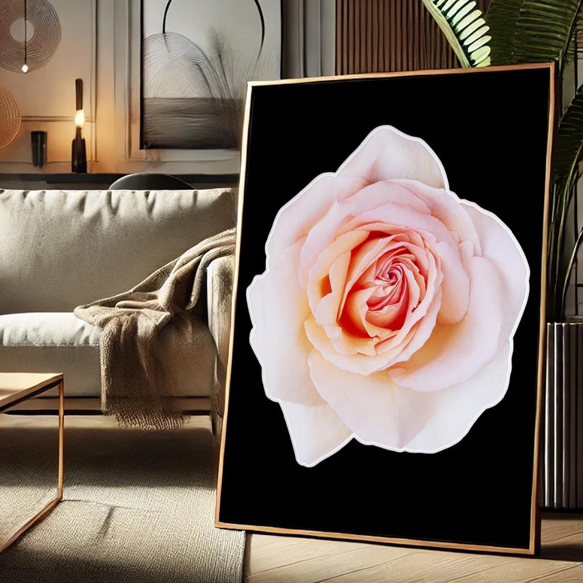 Single Peach Rose Blossom Close Up on Black Background Poster