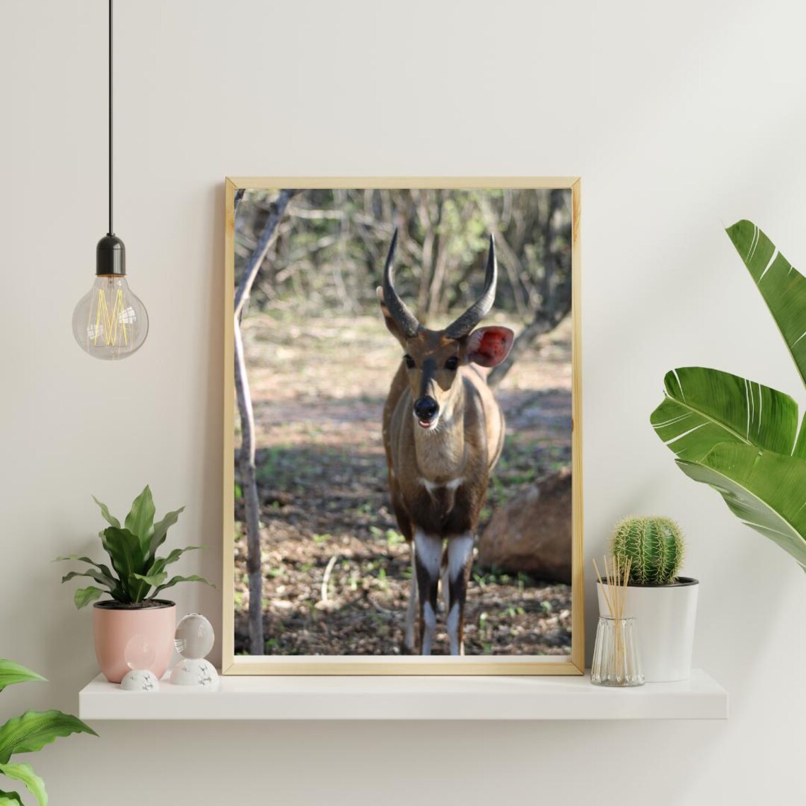 Nyala Antelope Standing Alert Among Trees In The Woodland Poster - Image 4