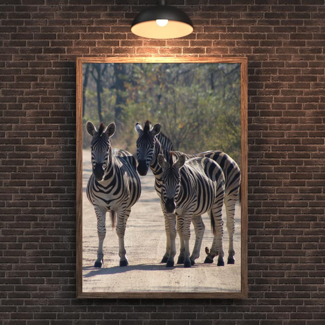 Three Zebras Standing On A Dusty Safari Road Facing The Camera Poster - Image 2