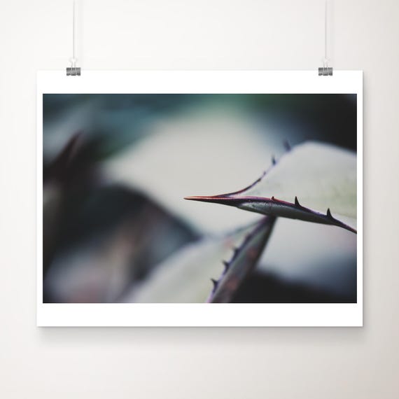 Agave Thorn Photograph Abstract Botanical Art Green Decor