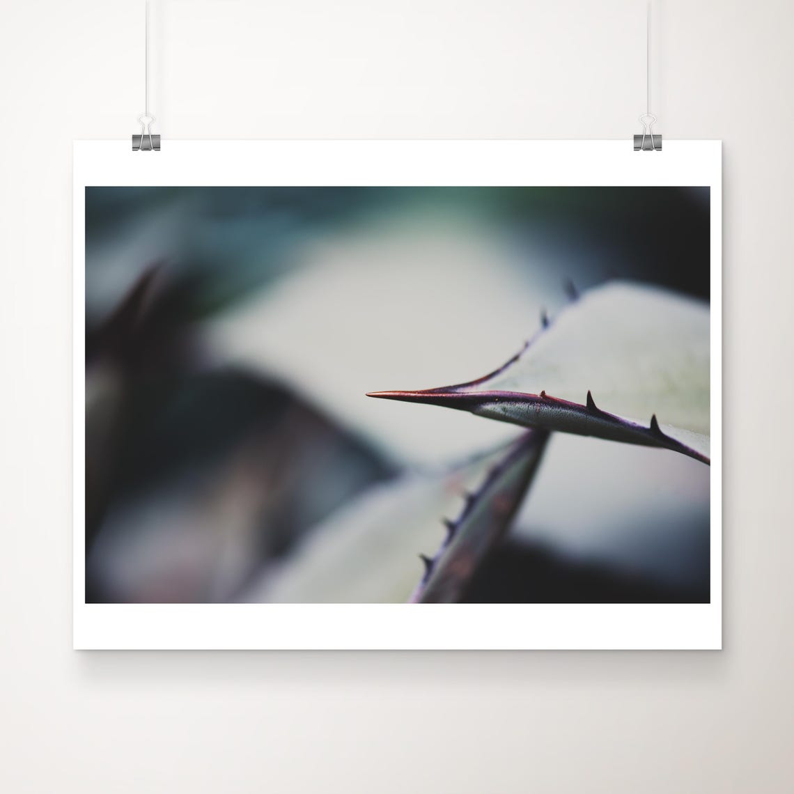 Agave Thorn Photograph Abstract Botanical Art Green Decor