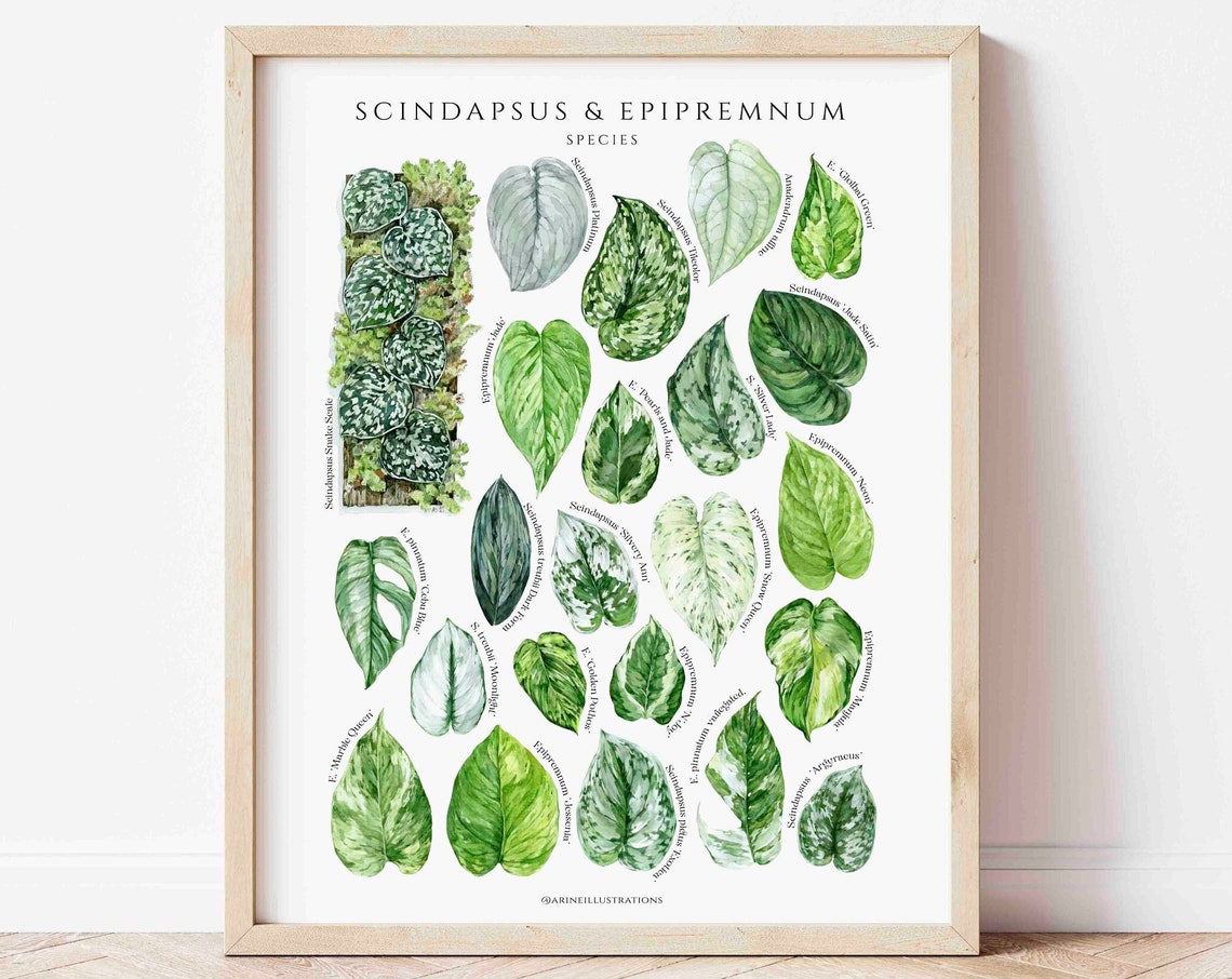 Scindapsus Epipremnum Species Pothos Leaf Chart Watercolor Poster