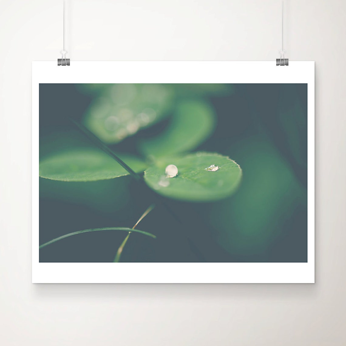 Green Clover Dewdrop Photograph Botanical Wall Art