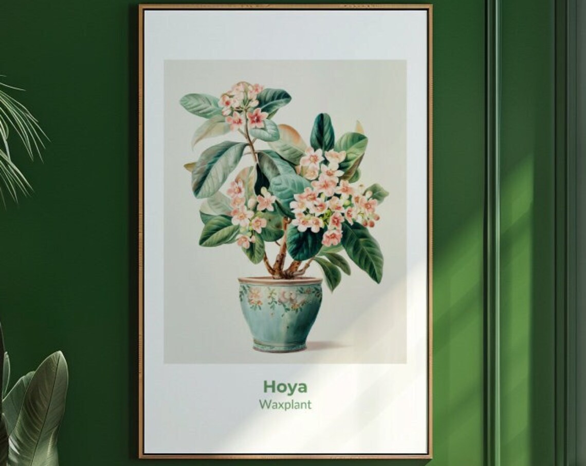 Hoya Waxplant Pink Star Flowers Potted Watercolor Botanical Poster