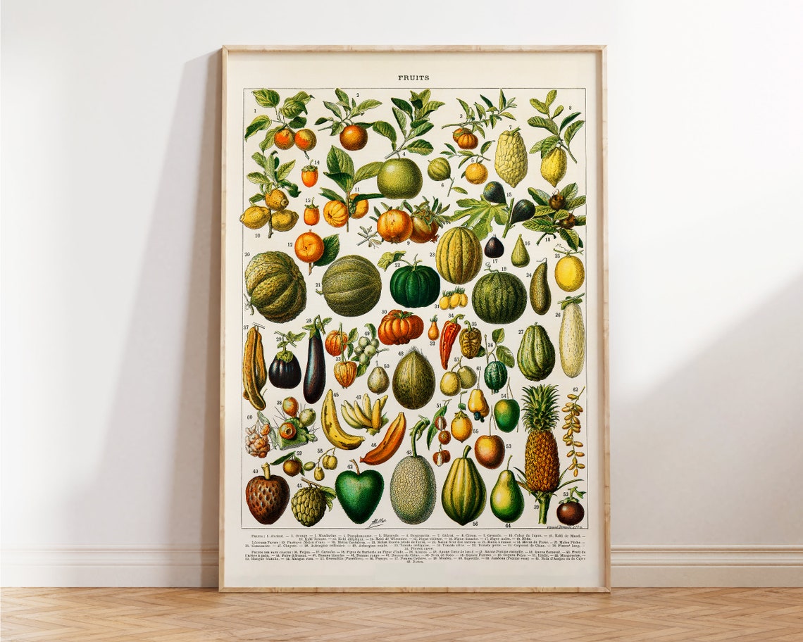 Vintage Fruits Chart Retro Botanical Illustration Kitchen Food Poster