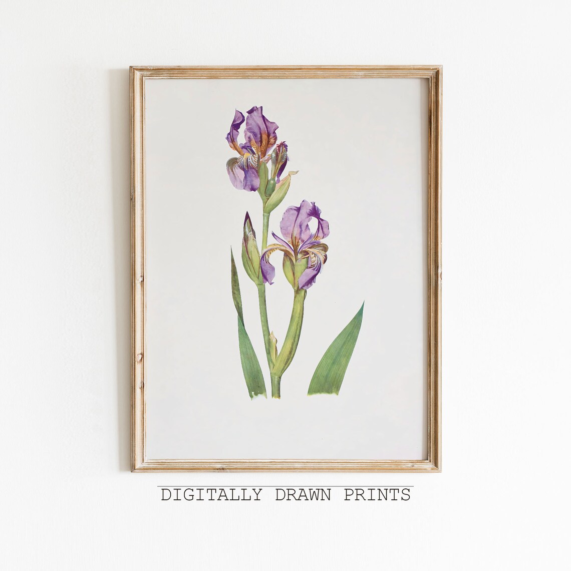 Purple Iris Blooms Vintage Botanical Illustration Floral Art Poster